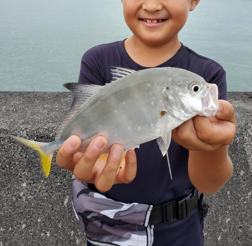 メッキの釣果