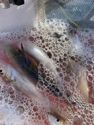 キスの釣果