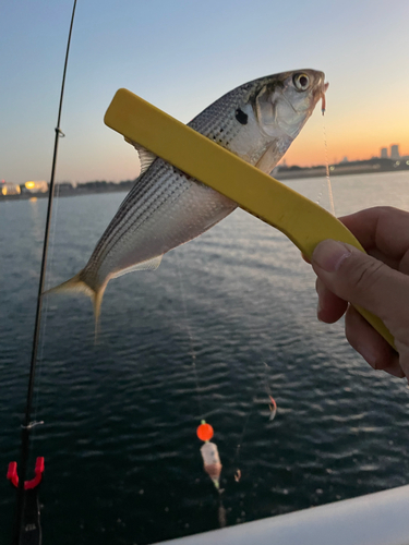 コノシロの釣果