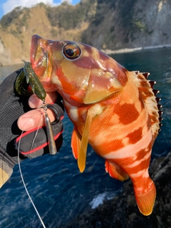 アカハタの釣果