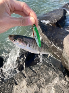 コノシロの釣果