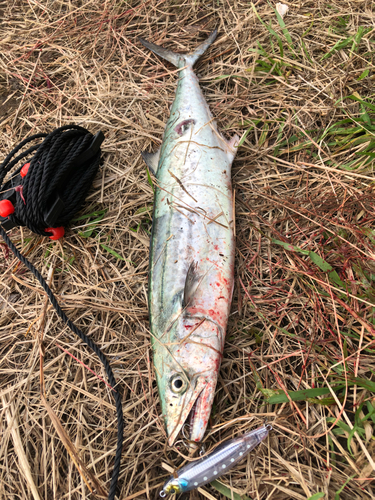 サゴシの釣果