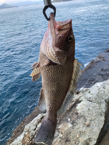 オオモンハタの釣果