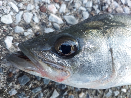 フッコ（マルスズキ）の釣果