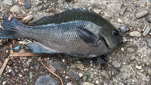 グレの釣果