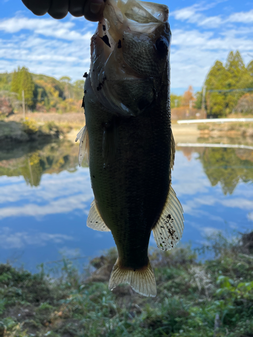 ブラックバス