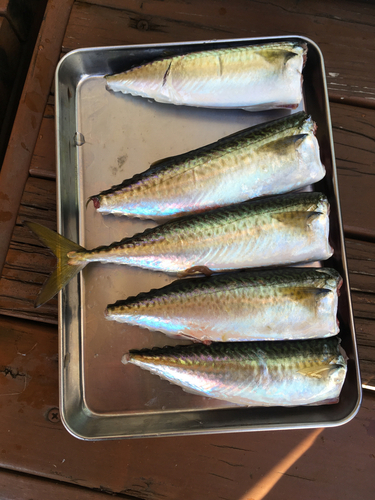 サバの釣果