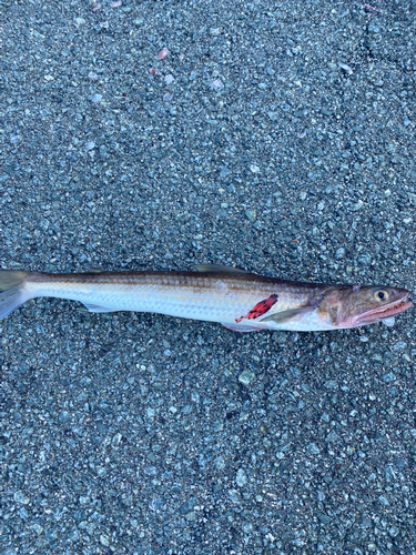 エソの釣果