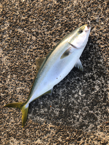 ハマチの釣果