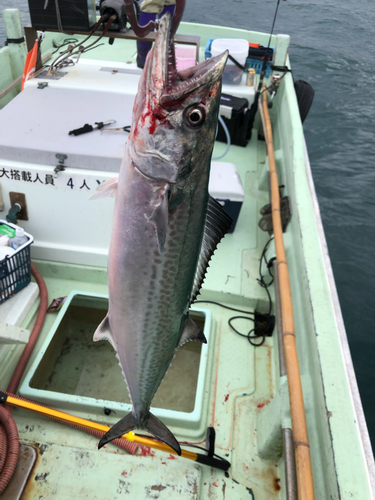 サゴシの釣果