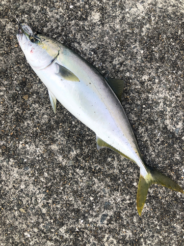 ハマチの釣果