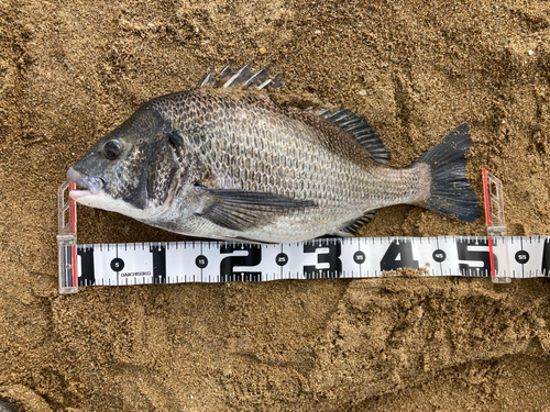 クロダイの釣果