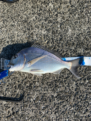 ヘダイの釣果