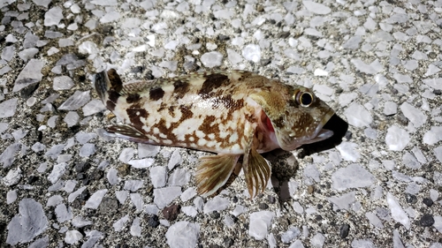 カサゴの釣果