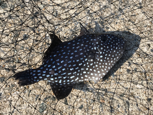 モンガラカワハギの釣果