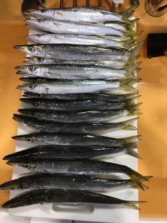 カマスの釣果