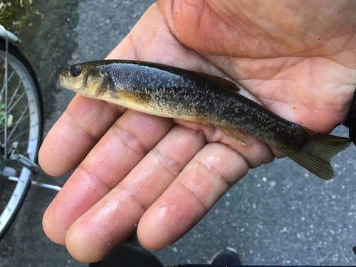 アブラハヤの釣果