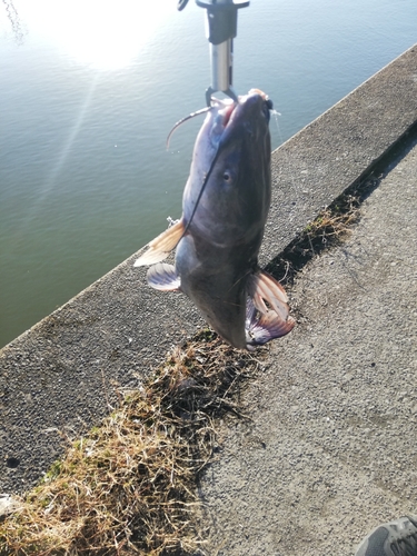 アメリカナマズの釣果