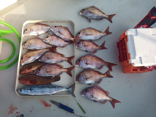 マダイの釣果