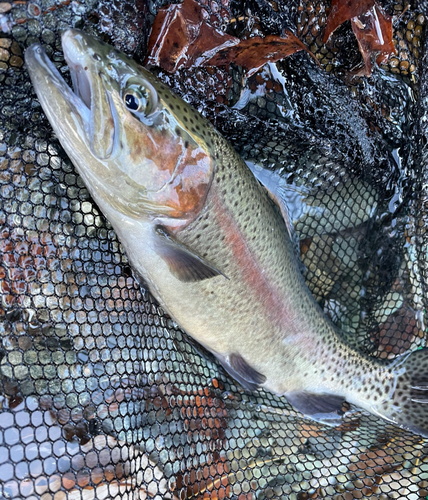 ニジマスの釣果