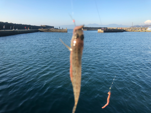 ハゼの釣果