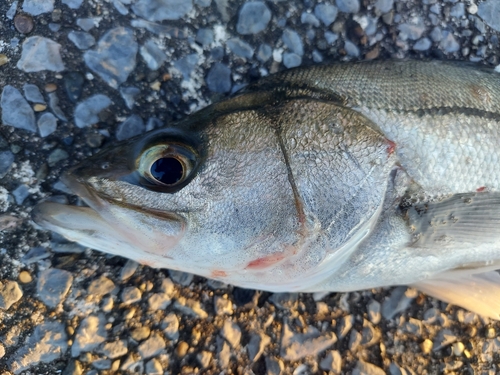 フッコ（マルスズキ）の釣果