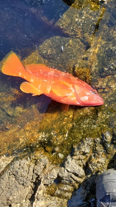 アカハタの釣果