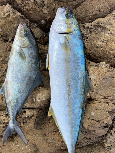 カンパチの釣果