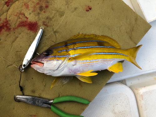 ヨスジフエダイの釣果