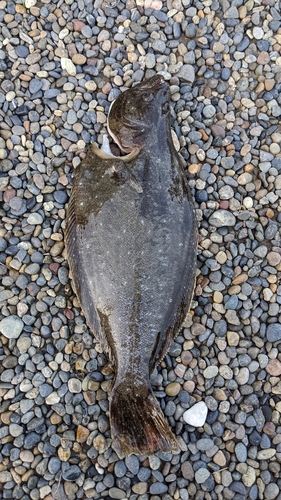 ソゲの釣果