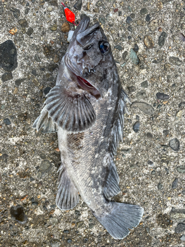 クロソイの釣果