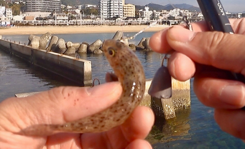 マハゼの釣果