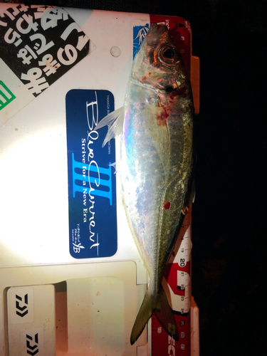 クロメバルの釣果