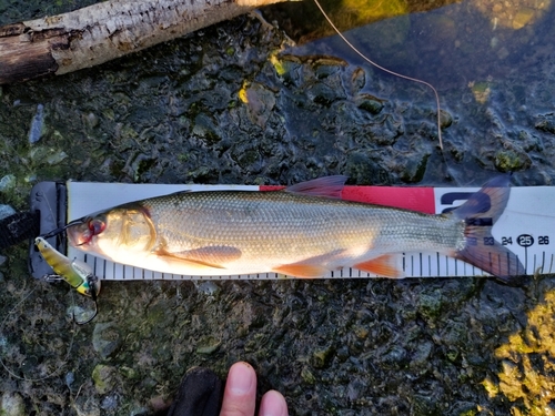 ウグイの釣果