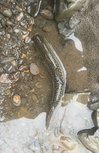 エゾイワナの釣果