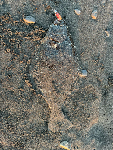 ヒラメの釣果