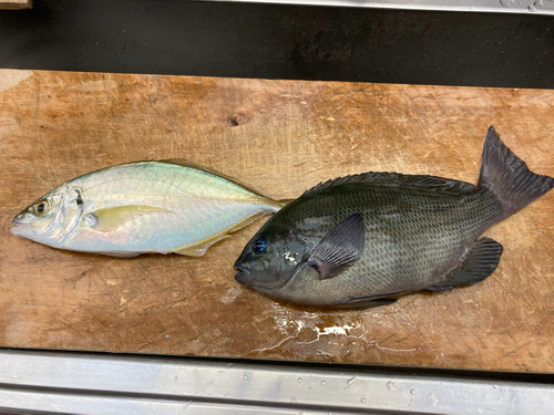 シマアジの釣果