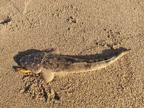 マゴチの釣果