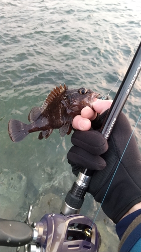 ムラソイの釣果