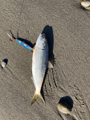 コノシロの釣果