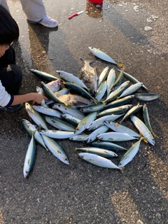 サバの釣果