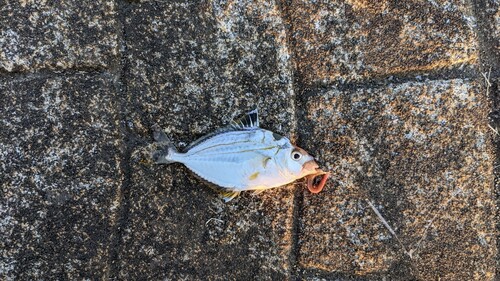 ヒイラギの釣果