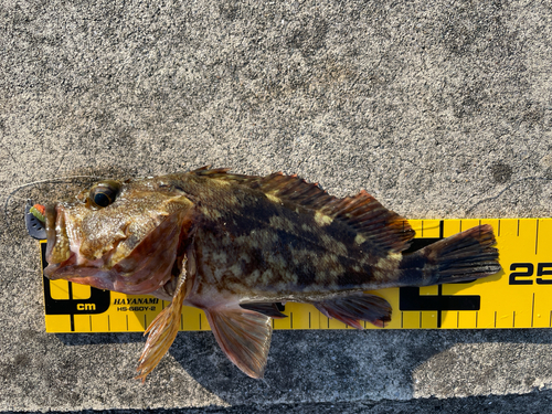 カサゴの釣果