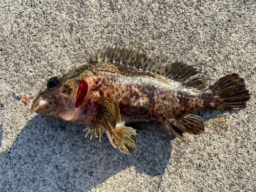 ムラソイの釣果