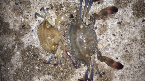 ワタリガニの釣果