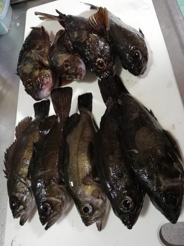 クロメバルの釣果