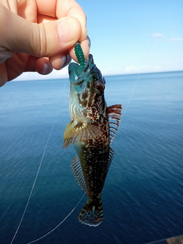 アナハゼの釣果