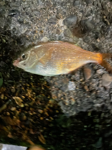 ウミタナゴの釣果