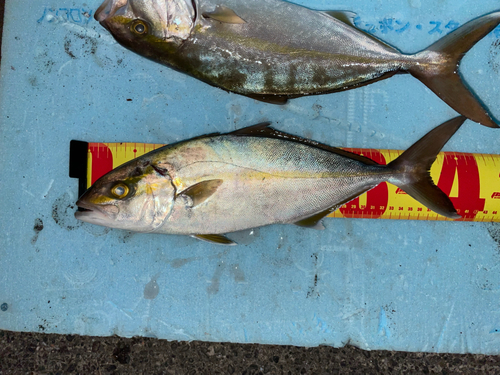 ショゴの釣果