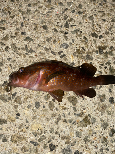 アコウの釣果